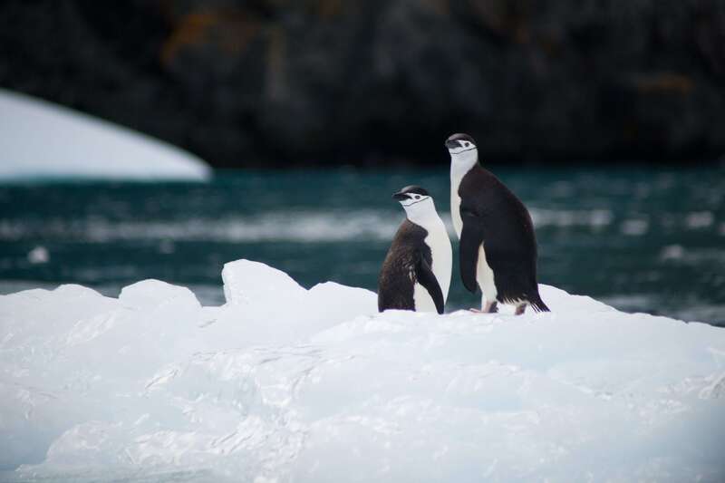 Los pingüinos machos y las hembras son iguales 