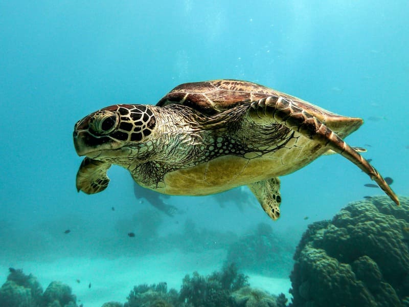 ¿Por qué son importantes las tortugas marinas?