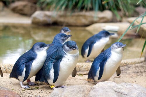 Pingüino azul 