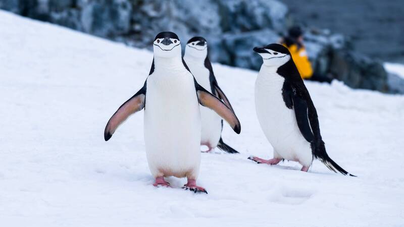 Hay muchas maneras de ayudar a los pingüinos