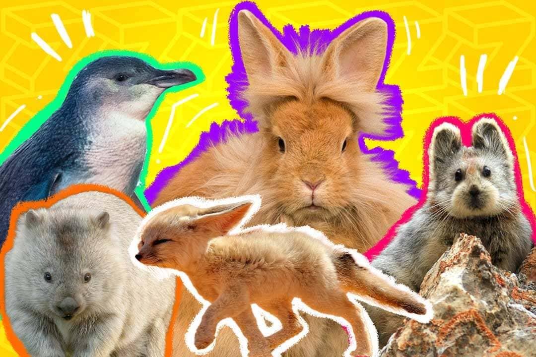 Estos son los animales más lindos del mundo